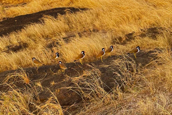 Gir National Park Bird Watching Tour for - 1 Night / 2 Days