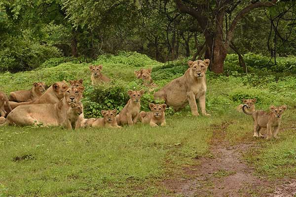 Gir National Park Lion Safari