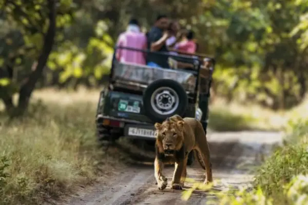 Sasan Gir National Park Lion Safari