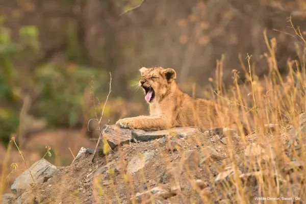 Gir Forest 2-Day Tour from Rajkot