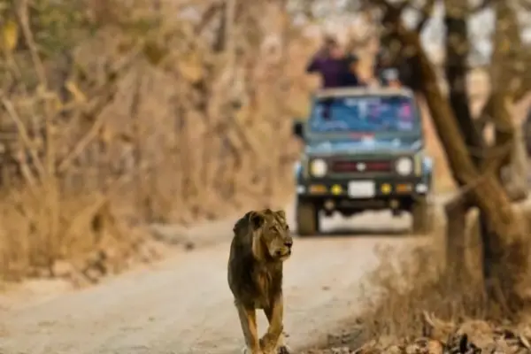 Gir National Park Tour Packages