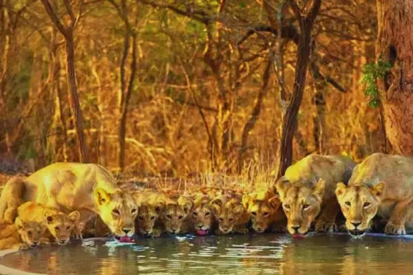 Gir Somnath Tour Package
